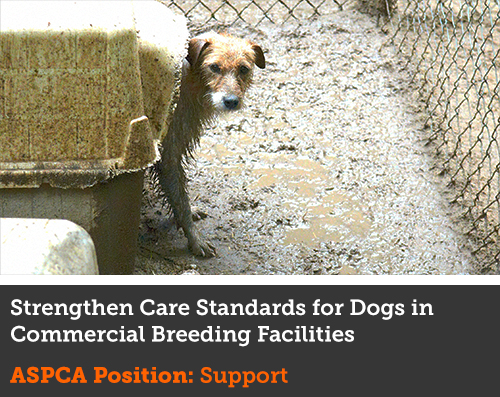 Usa Demand Higher Dog Care Standards For Usda Licensed Breeders Aspca