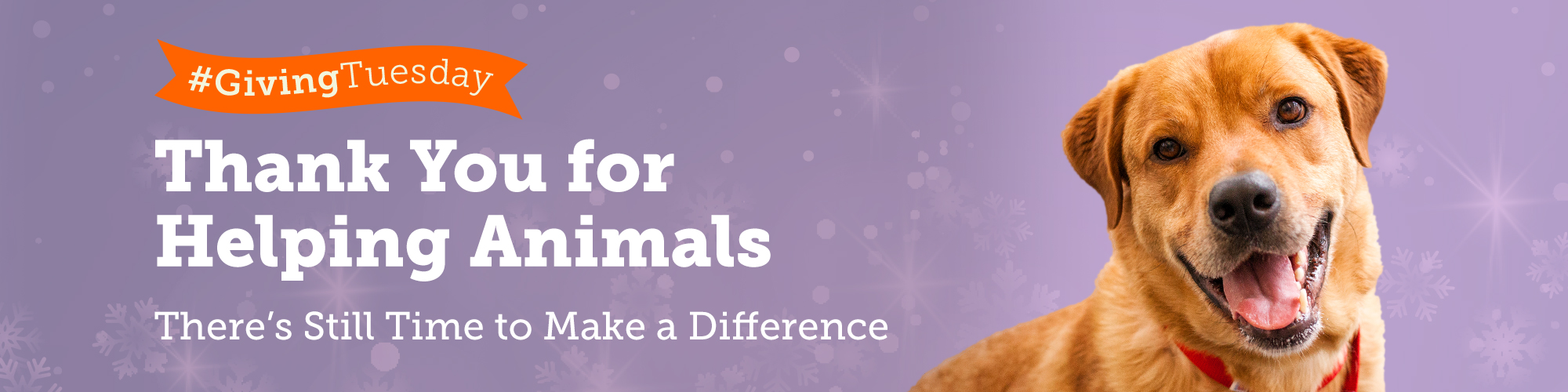 Thank You for Helping Animals ASPCA