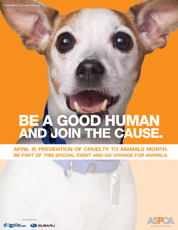 animal abuse and cruelty essay animal abuse and cruelty essay
