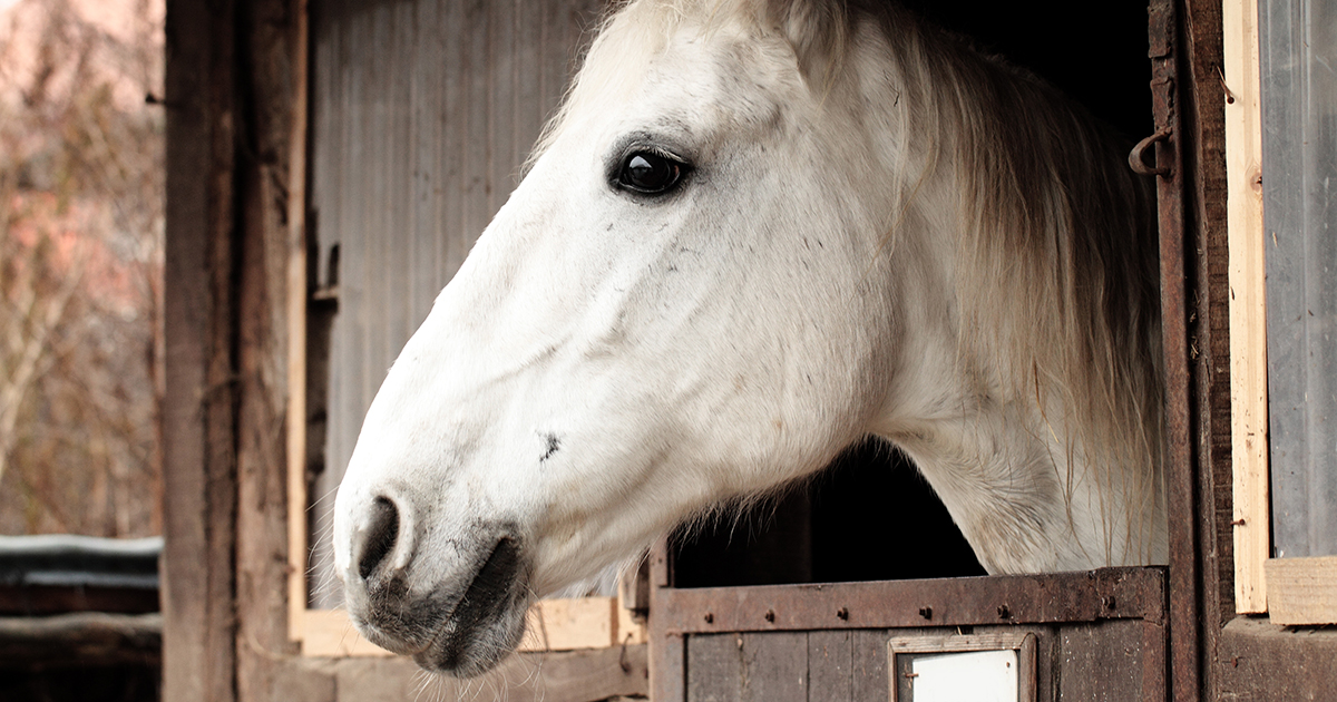 Help Save Horses from Slaughter ASPCA