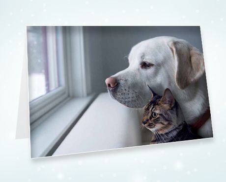 Memorial Gifts Tribute Donations Send a Card ASPCA Memorial Gifts Tribute Donations Send a Card ASPCA
