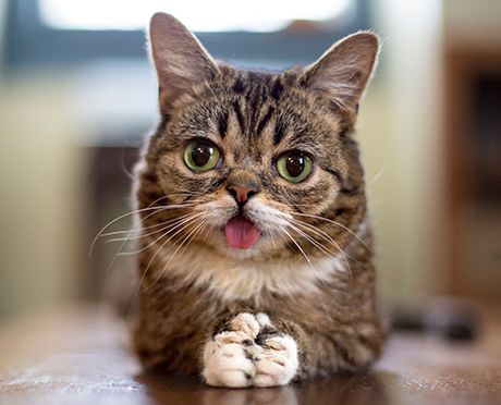 Cat Raised By Dogs Cat Raised By Dogs